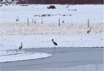 日漫下拉式